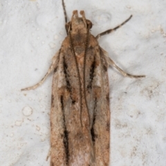 Ardozyga (genus) (Twirler moth, gelechiid moth) at Melba, ACT - 3 Oct 2021 by kasiaaus
