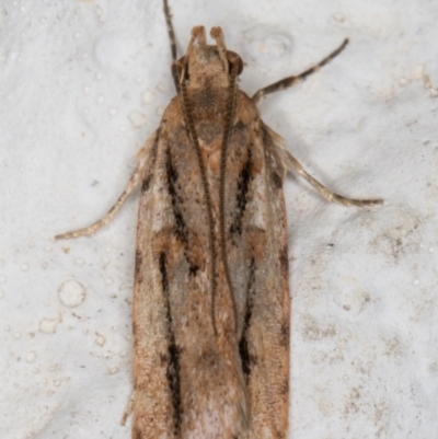 Ardozyga (genus) (Twirler moth (Gelechioidae) at Melba, ACT - 4 Oct 2021 by kasiaaus