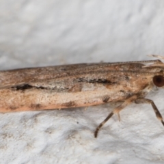 Ardozyga (genus) at Melba, ACT - 4 Oct 2021