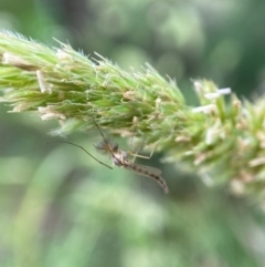 Chironomidae (family) (Non-biting Midge) at Holder, ACT - 7 Dec 2021 by AJB