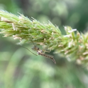 Chironomidae (family) at Holder, ACT - 7 Dec 2021 03:09 PM