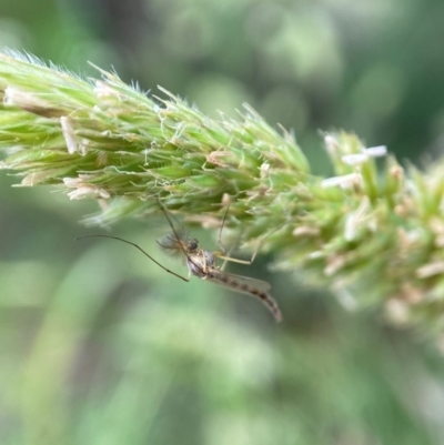 Chironomidae (family) (Non-biting Midge) at Holder, ACT - 7 Dec 2021 by AJB