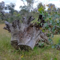 Papyrius sp. (genus) (A Coconut Ant) at Ginninderry Conservation Corridor - 7 Dec 2021 by Kurt