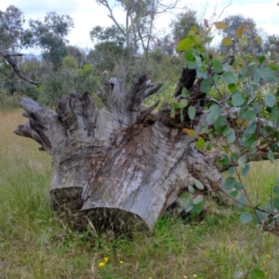 Papyrius sp. (genus) (A Coconut Ant) at Ginninderry Conservation Corridor - 7 Dec 2021 by Kurt