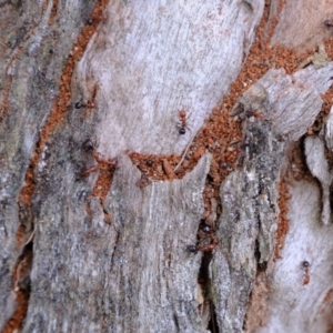 Papyrius sp. (genus) at Holt, ACT - suppressed