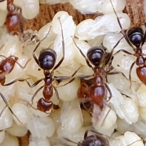 Papyrius sp. (genus) at Holt, ACT - suppressed