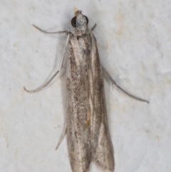 Phycitinae (subfamily) (A snout moth) at Melba, ACT - 4 Oct 2021 by kasiaaus