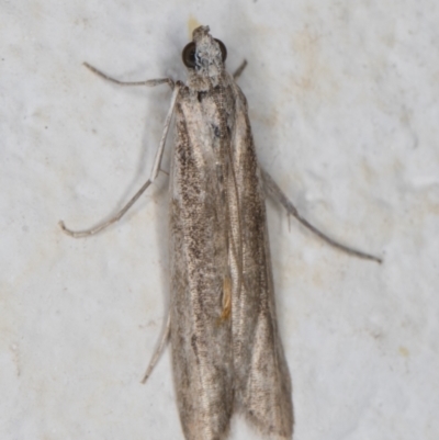 Phycitinae (subfamily) (A snout moth) at Melba, ACT - 3 Oct 2021 by kasiaaus