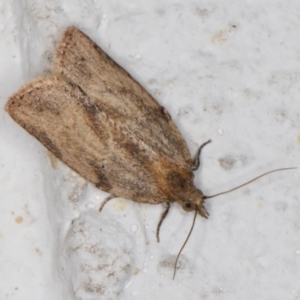 Epitymbia (genus) at Melba, ACT - 4 Oct 2021