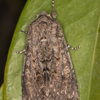 Condica aroana (Small Condica Moth) at Melba, ACT - 3 Oct 2021 by kasiaaus