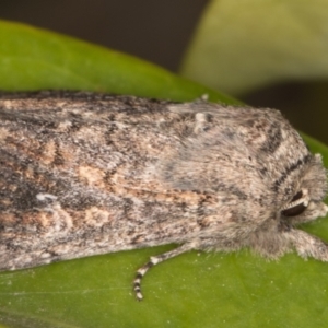 Dasygaster padockina at Melba, ACT - 4 Oct 2021