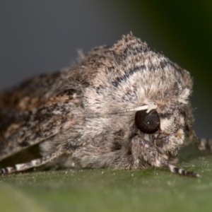 Dasygaster padockina at Melba, ACT - 4 Oct 2021