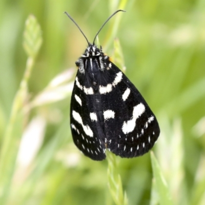 Phalaenoides tristifica (Willow-herb Day-moth) at Namadgi National Park - 4 Dec 2021 by AlisonMilton