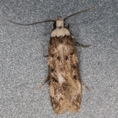 Endrosis sarcitrella (White-shouldered House Moth) at Melba, ACT - 4 Oct 2021 by kasiaaus