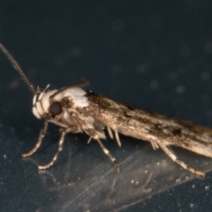 Endrosis sarcitrella at Melba, ACT - 4 Oct 2021 07:21 PM