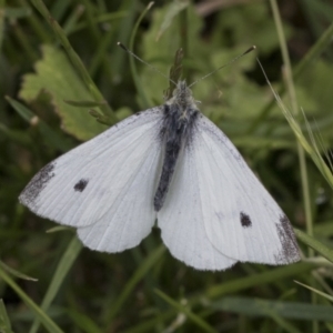 Pieris rapae at Mount Clear, ACT - 5 Dec 2021