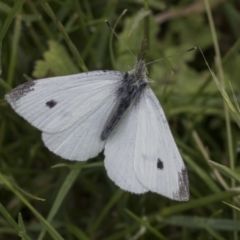 Pieris rapae at Mount Clear, ACT - 5 Dec 2021 10:46 AM