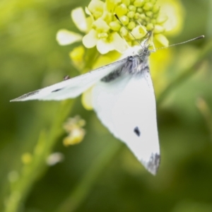 Pieris rapae at Mount Clear, ACT - 5 Dec 2021