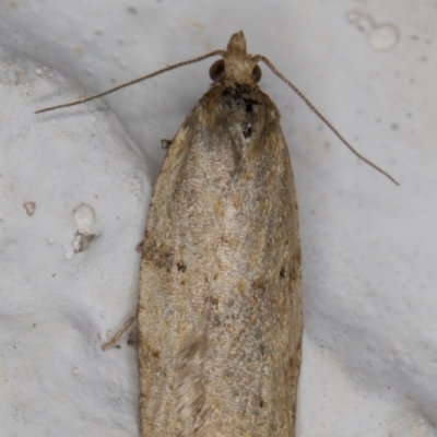 Tortricinae (subfamily) (A tortrix moth) at Melba, ACT - 4 Oct 2021 by kasiaaus