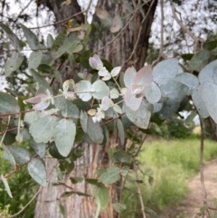 Eucalyptus cinerea subsp. cinerea (Argyle Apple) at Holder Wetlands - 7 Dec 2021 by AJB