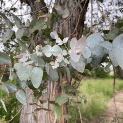 Eucalyptus cinerea subsp. cinerea (Argyle Apple) at Duffy, ACT - 7 Dec 2021 by AJB