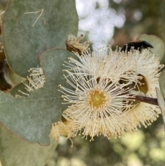 Eucalyptus cinerea subsp. cinerea at Duffy, ACT - 7 Dec 2021