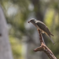 Cacomantis variolosus (Brush Cuckoo) at Lower Boro, NSW - 4 Dec 2021 by trevsci