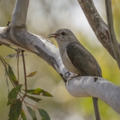 Cacomantis variolosus at Lower Boro, NSW - 4 Dec 2021