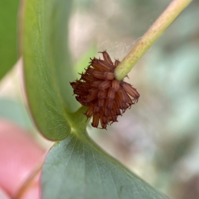 Paropsis atomaria (Eucalyptus leaf beetle) at Holder Wetlands - 7 Dec 2021 by AJB