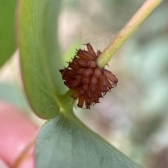 Paropsis atomaria (Eucalyptus leaf beetle) at Holder, ACT - 7 Dec 2021 by AJB