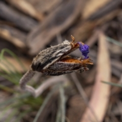 Patersonia (genus) at Lower Boro, NSW - 4 Dec 2021 by trevsci