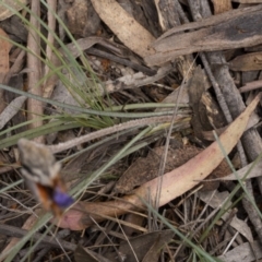 Patersonia sp. at Lower Boro, NSW - 4 Dec 2021 12:43 PM