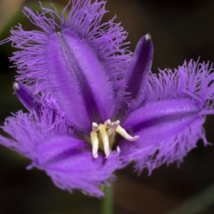 Thysanotus tuberosus at Lower Boro, NSW - 4 Dec 2021 10:55 AM