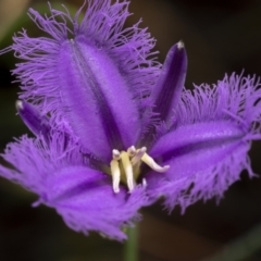 Thysanotus tuberosus (Common Fringe-lily) at Lower Boro, NSW - 3 Dec 2021 by trevsci