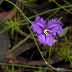 Thysanotus tuberosus at Lower Boro, NSW - 4 Dec 2021 10:55 AM