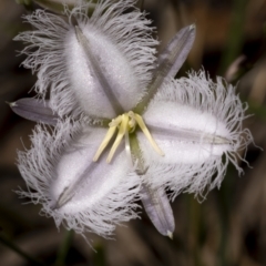 Thysanotus tuberosus at Lower Boro, NSW - 4 Dec 2021