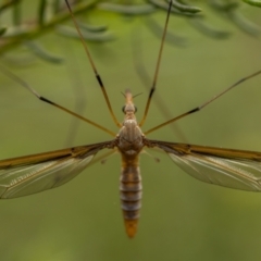 Leptotarsus (Macromastix) costalis (Common Brown Crane Fly) at Lower Boro, NSW - 4 Dec 2021 by trevsci