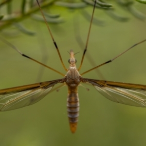 Leptotarsus (Macromastix) costalis at Lower Boro, NSW - 4 Dec 2021