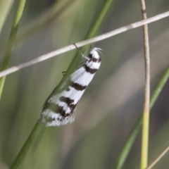Philobota impletella Group (A concealer moth) at Mount Clear, ACT - 5 Dec 2021 by AlisonMilton
