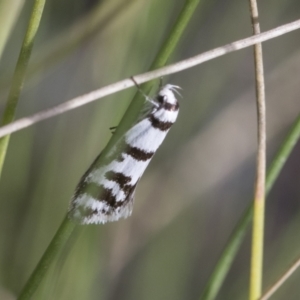 Philobota impletella Group at Namadgi National Park - 5 Dec 2021 04:37 PM