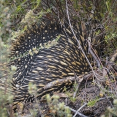 Tachyglossus aculeatus (Short-beaked Echidna) at Nadgigomar Nature Reserve - 4 Dec 2021 by trevsci