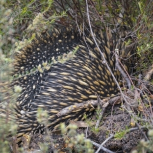 Tachyglossus aculeatus at Lower Boro, NSW - 4 Dec 2021