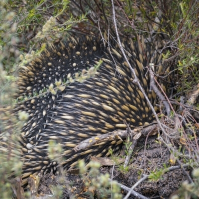 Tachyglossus aculeatus (Short-beaked Echidna) at Lower Boro, NSW - 4 Dec 2021 by trevsci