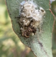 Unidentified Insect at Holder Wetlands - 7 Dec 2021 by AJB