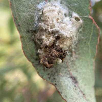 Unidentified Insect at Holder, ACT - 7 Dec 2021 by AJB