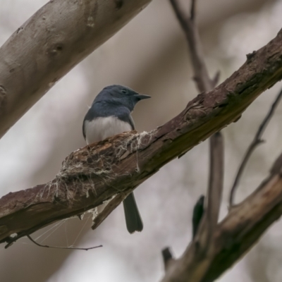 Myiagra rubecula (Leaden Flycatcher) at Lower Boro, NSW - 4 Dec 2021 by trevsci