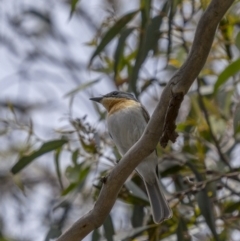 Myiagra rubecula at Lower Boro, NSW - 4 Dec 2021