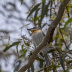 Myiagra rubecula at Lower Boro, NSW - 4 Dec 2021