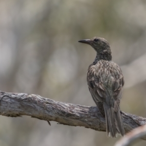 Oriolus sagittatus at Lower Boro, NSW - 4 Dec 2021