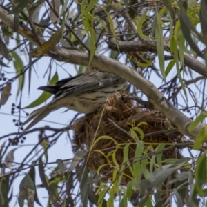 Oriolus sagittatus at Lower Boro, NSW - 4 Dec 2021